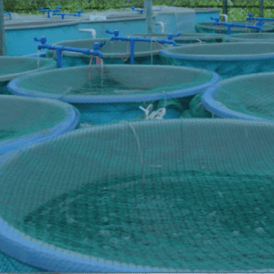 Aquaculture Tanks & Farming Solutions QLD | Polyworld